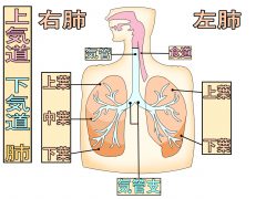 肺の構造
